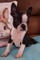 Little Axel, a male Boston Terrier for sale in Camden, SC – Photo 6 of 10