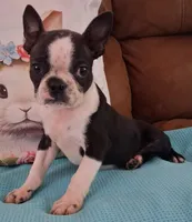 Little Axel, a male Boston Terrier for sale in Camden, SC – Photo 4 of 10