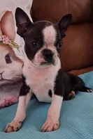 Little Axel, a male Boston Terrier for sale in Camden, SC – Photo 7 of 10