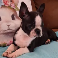 Little Axel, a male Boston Terrier for sale in Camden, SC – Photo 1 of 10