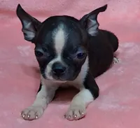 Prissy, a female Boston Terrier for sale in Camden, SC – 2 of 10