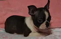 Girlfriend , a female Boston Terrier for sale in Camden, SC – 9 of 10