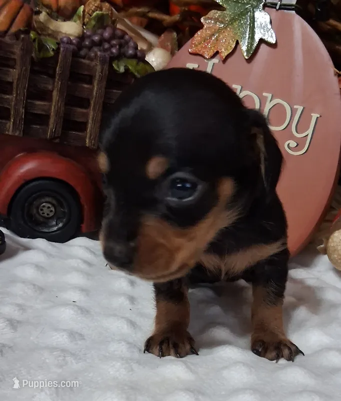 Little Pete – Miniature Dachshund puppy for sale in Camden, SC