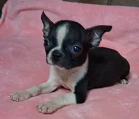 Prissy, a female Boston Terrier for sale in Camden, SC – 9 of 10