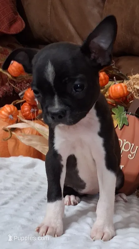 Stella – Boston Terrier puppy for sale in Camden, SC