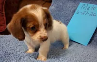 Jamie's boy, a male Miniature Dachshund for sale in Camden, SC – 8 of 8