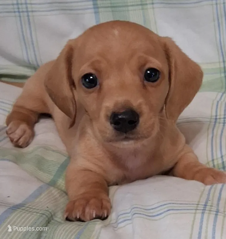 Little bit 2 – Miniature Dachshund puppy for sale in Camden, SC