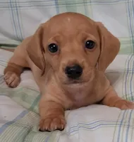 Little bit 2, a male Miniature Dachshund for sale in Camden, SC – Photo 1 of 6