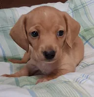 Little bit 2, a male Miniature Dachshund for sale in Camden, SC – Photo 3 of 6
