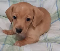 Little bit 2, a male Miniature Dachshund for sale in Camden, SC – Photo 2 of 6