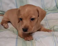 Little bit 2, a male Miniature Dachshund for sale in Camden, SC – Photo 6 of 6