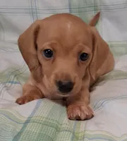 Little bit 2, a male Miniature Dachshund for sale in Camden, SC – Photo 4 of 6