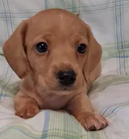 Little bit 2, a male Miniature Dachshund for sale in Camden, SC – Photo 5 of 6