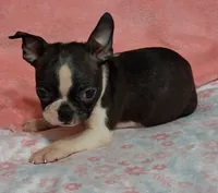 Girlfriend , a female Boston Terrier for sale in Camden, SC – 8 of 10