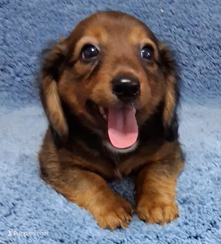 Little Man  – Miniature Dachshund puppy for sale in Camden, SC