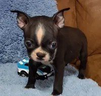 Little Axel 2, a male Boston Terrier for sale in Camden, SC – 10 of 10