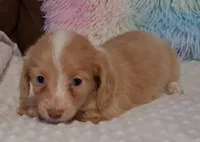 Cookie, a female Miniature Dachshund for sale in Camden, SC – Photo 6 of 10