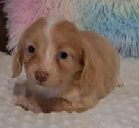 Cookie, a female Miniature Dachshund for sale in Camden, SC – Photo 7 of 10