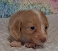 Cookie, a female Miniature Dachshund for sale in Camden, SC – Photo 3 of 10