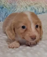 Cookie, a female Miniature Dachshund for sale in Camden, SC – Photo 1 of 10