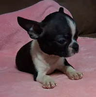 Prissy, a female Boston Terrier for sale in Camden, SC – 10 of 10