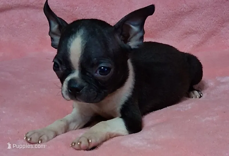 Prissy – Boston Terrier puppy for sale in Camden, SC