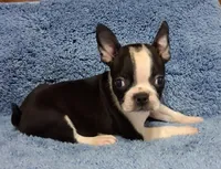 Little Axel 1, a male Boston Terrier for sale in Camden, SC – 4 of 7
