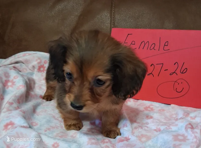 Jamie's girl  – Miniature Dachshund puppy for sale in Camden, SC