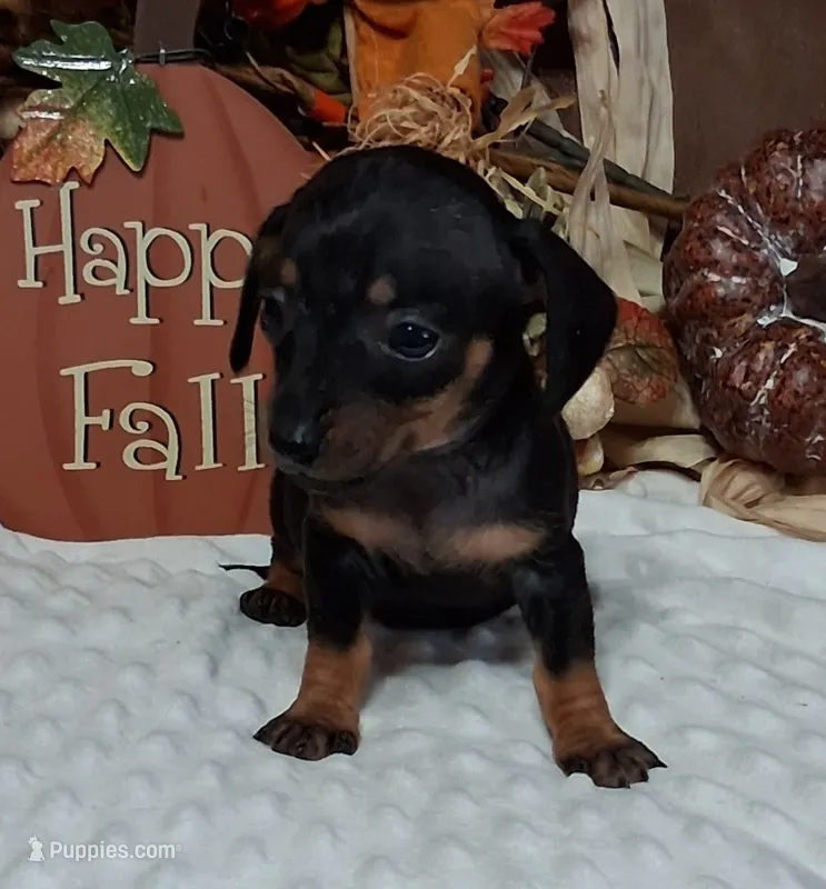 Sweet Pea – Miniature Dachshund puppy for sale in Camden, SC