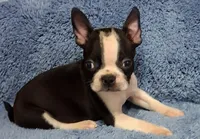 Little Axel 1, a male Boston Terrier for sale in Camden, SC – 3 of 7