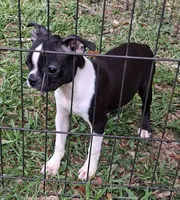 Rosie 2, a female Boston Terrier for sale in Camden, SC – 4 of 6