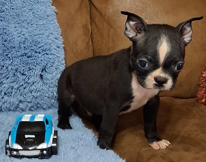 Little Axel 2 – Boston Terrier puppy for sale in Camden, SC