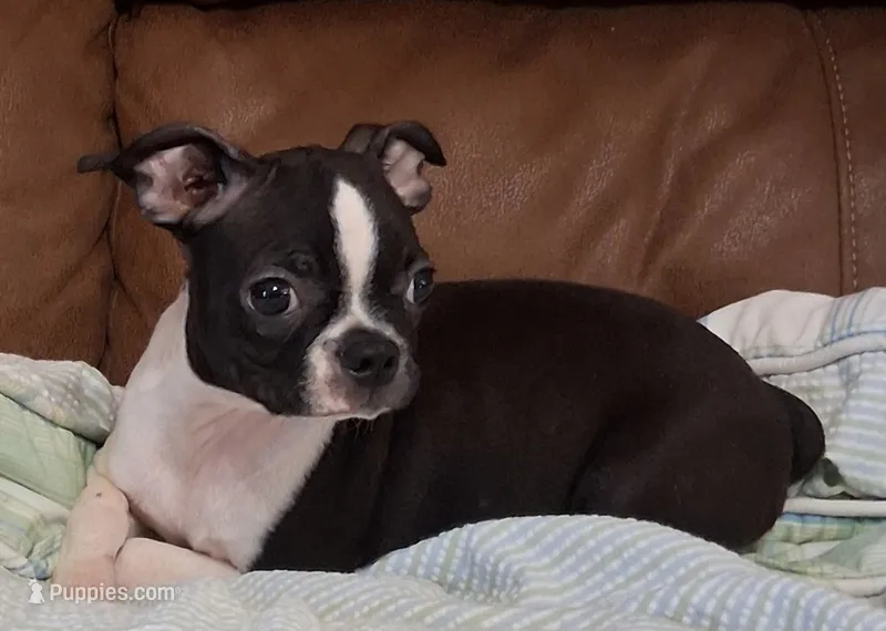 Rosie 2 – Boston Terrier puppy for sale in Camden, SC