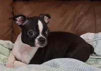 Rosie 2, a female Boston Terrier for sale in Camden, SC – 1 of 6