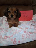 Jamie's girl , a female Miniature Dachshund for sale in Camden, SC – 4 of 4
