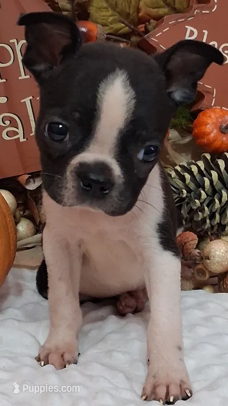 Hot Rod – Boston Terrier puppy for sale in Camden, SC