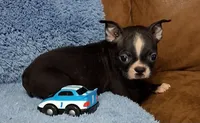 Little Axel 2, a male Boston Terrier for sale in Camden, SC – 4 of 10