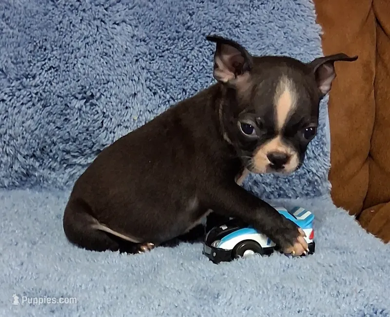 Little Axel 2 – Boston Terrier puppy for sale in Camden, SC