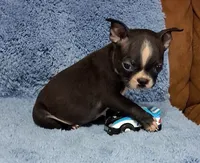 Little Axel 2, a male Boston Terrier for sale in Camden, SC – 1 of 10