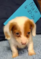 White baby, a male Miniature Dachshund for sale in Camden, SC – 2 of 4
