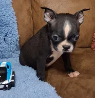 Little Axel 2, a male Boston Terrier for sale in Camden, SC – 3 of 10