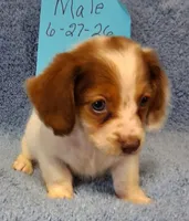 Jamie's boy, a male Miniature Dachshund for sale in Camden, SC – 6 of 8