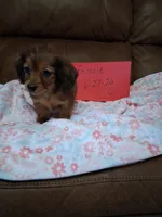 Jamie's girl , a female Miniature Dachshund for sale in Camden, SC – 3 of 4
