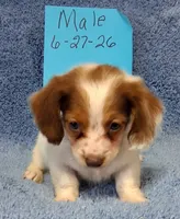 Jamie's boy, a male Miniature Dachshund for sale in Camden, SC – 4 of 8