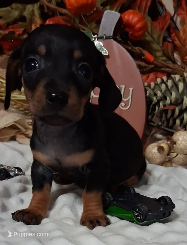 Little Pete – Miniature Dachshund puppy for sale in Camden, SC
