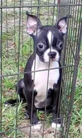 Rosie 1, a female Boston Terrier for sale in Camden, SC – 3 of 4