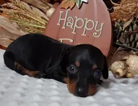 Sweet Pea, a female Miniature Dachshund for sale in Camden, SC – 2 of 2