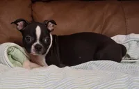 Rosie 2, a female Boston Terrier for sale in Camden, SC – 3 of 6