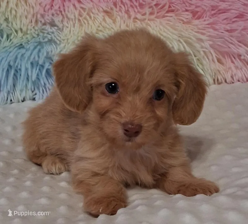 Fluffy  – Miniature Dachshund puppy for sale in Camden, SC