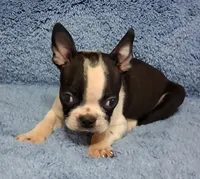 Little Axel 1, a male Boston Terrier for sale in Camden, SC – 5 of 7
